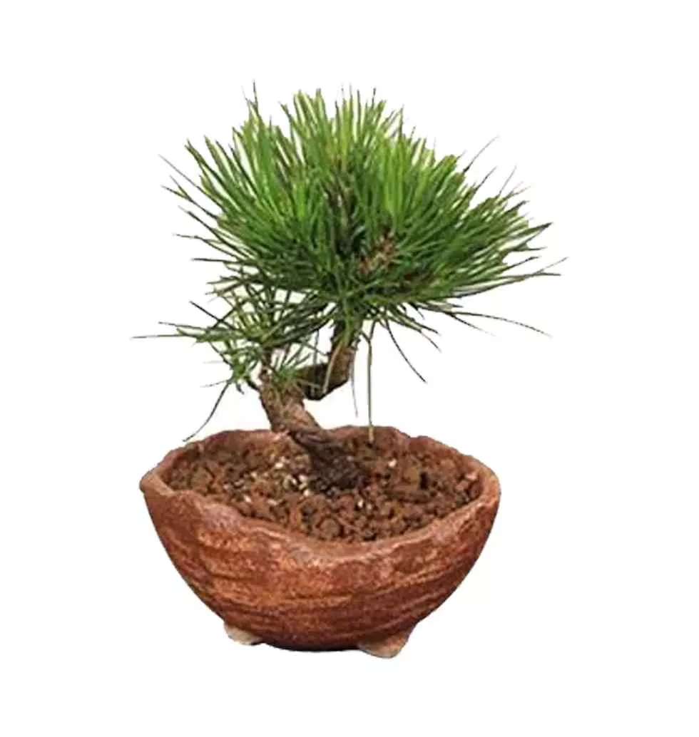 Tranquil Potted Black Pine