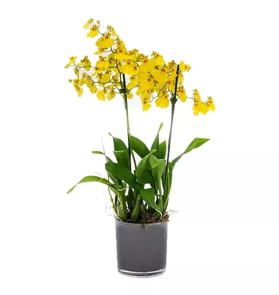 Vibrant Oncidium Orchid Surprise