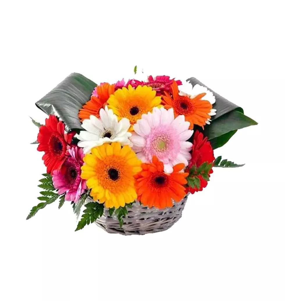 Vibrant Gerbera Delight